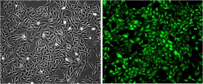 GFP/CHO-K1 Stable Cell Line
