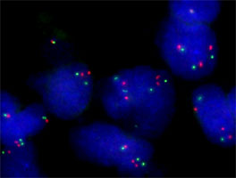 Fluorescent <i>In Situ</i> Hybridization (Formalin/PFA-fixed paraffin-embedded sections) 