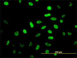 Immunofluorescence