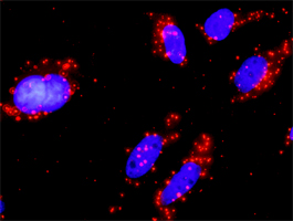 <em>In situ</em> Proximity Ligation Assay (Cell)