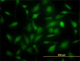 Immunofluorescence