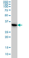 Western Blot (Cell lysate)