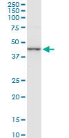 Western Blot (Cell lysate)