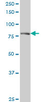 Western Blot (Cell lysate)