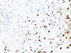 Immunohistochemistry (Formalin/PFA-fixed paraffin-embedded sections)