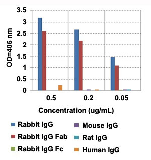 Enzyme-linked Immunoabsorbent Assay