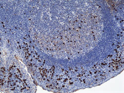 Immunohistochemistry (Formalin/PFA-fixed paraffin-embedded sections)