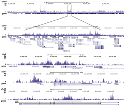 ChIP-Seq