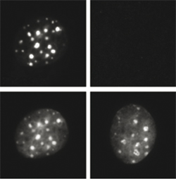 Immunofluorescence