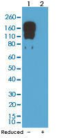 Western Blot