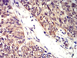 Immunohistochemistry (Formalin/PFA-fixed paraffin-embedded sections)