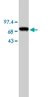 Western Blot (Cell lysate)