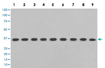 Western Blot (Cell lysate)