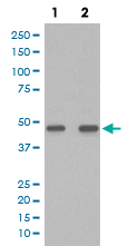 Western Blot (Cell lysate)