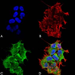 Immunofluorescence