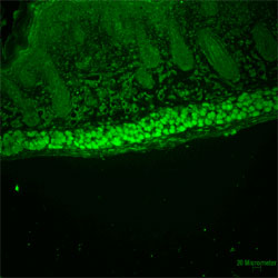 Immunohistochemistry (Formalin/PFA-fixed paraffin-embedded sections)