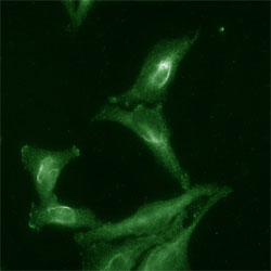 Immunofluorescence