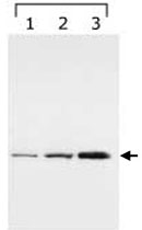 Western Blot (Cell lysate)