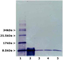 Western Blot