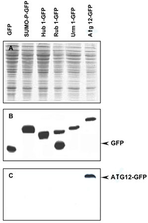 Western Blot (Recombinant protein)