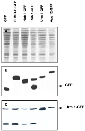 Western Blot (Recombinant protein)