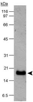 Western Blot (Cell lysate)