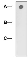 Dot Blot (Peptide)