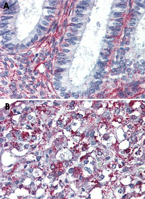 Immunohistochemistry (Formalin/PFA-fixed paraffin-embedded sections)