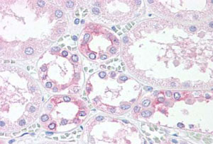 Immunohistochemistry (Formalin/PFA-fixed paraffin-embedded sections)