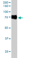 Western Blot (Cell lysate)