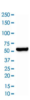 Western Blot (Cell lysate)