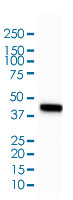 Western Blot (Cell lysate)