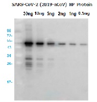 Western Blot