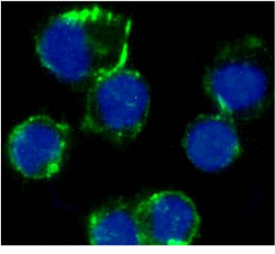 Immunofluorescence