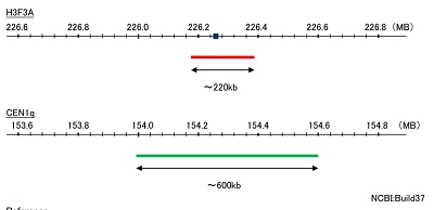 Hybridization position of the probes on the chromosome.