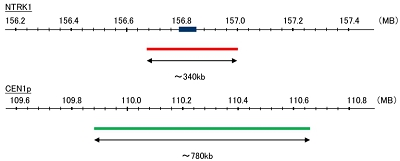 Hybridization position of the probes on the chromosome.