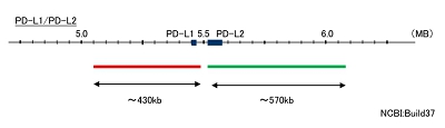 Hybridization position of the probes on the chromosome.