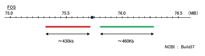 Hybridization position of the probes on the chromosome.