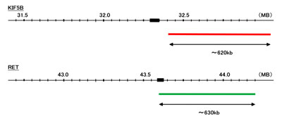 Hybridization position of the probes on the chromosome: