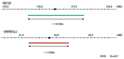 Hybridization position of the probes on the chromosome.