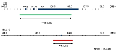 Hybridization position of the probes on the chromosome.