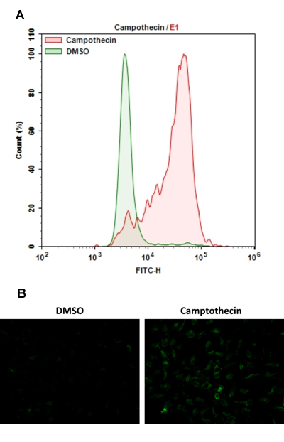 Cellular senescence was measured with the Cellular Senescence Activity Assay Kit using a (A) NovoCyte Flow Cytometer (ACEA Biosciences) and (B) fluorescence microscope.