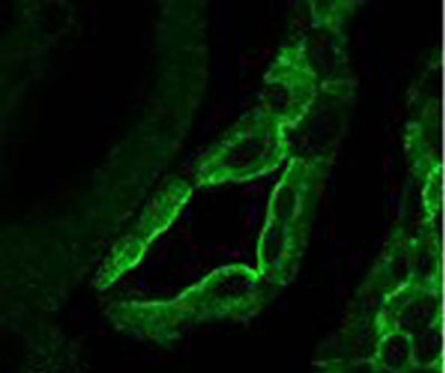 Immunofluorescence