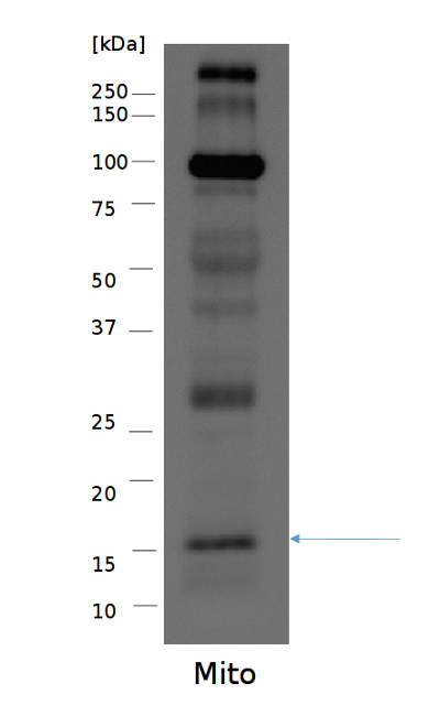 Western blot using anti-S14 antibodies