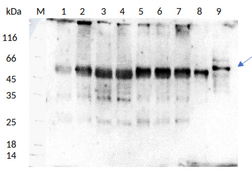 Western blot using monoclonal anti-tubulin gamma chain antibodies on plant and algal samples