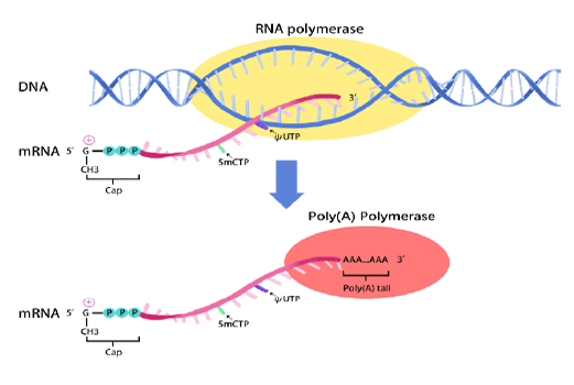 mRNA synthesis