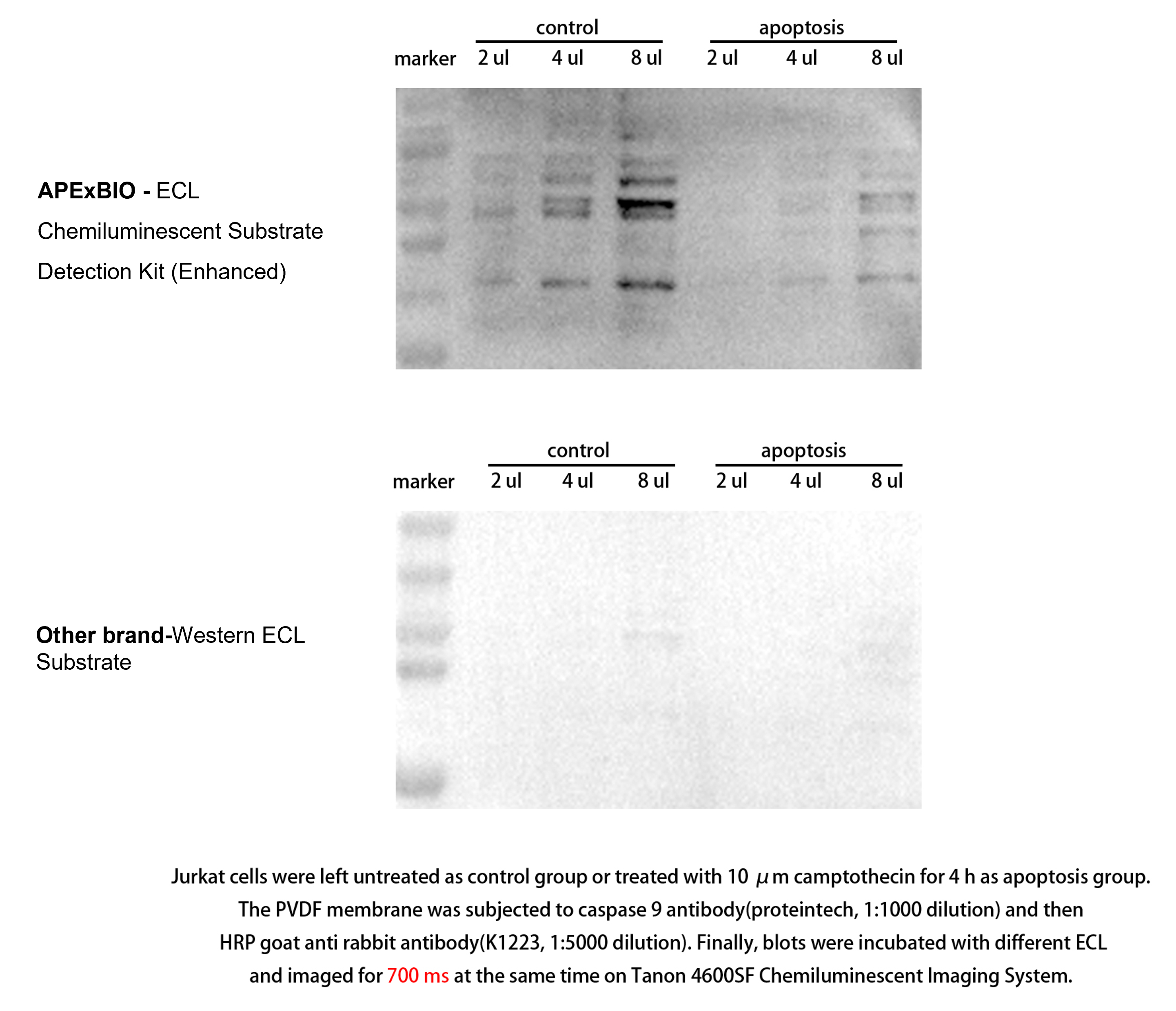 ECL Chemiluminescent Substrate Detection Kit (Enhanced)