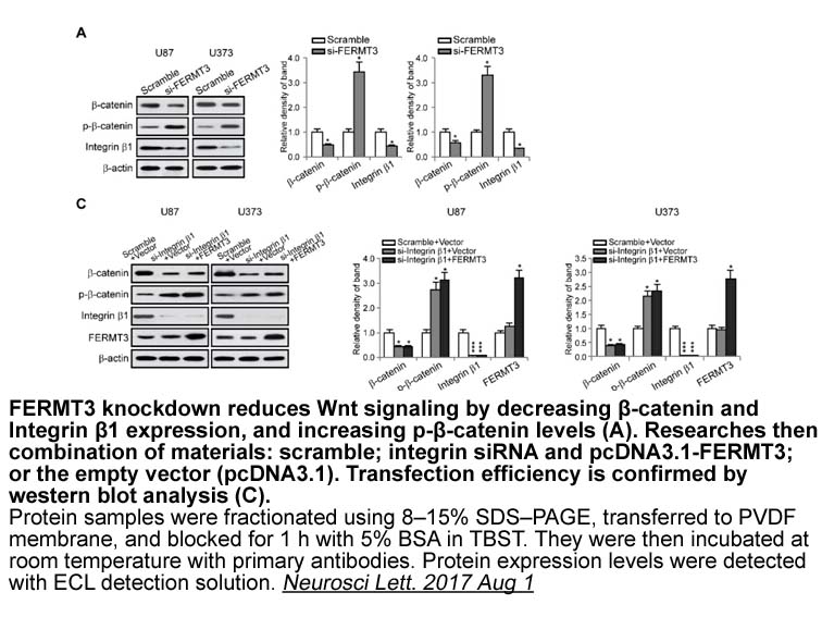 ECL Western Blotting Substrate Kit