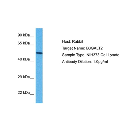 ARP45540_P050-FITC | B3galt2 Antibody - C-terminal region : FITC 