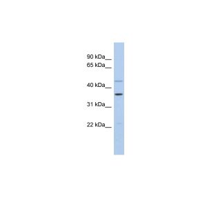 Human kidney 